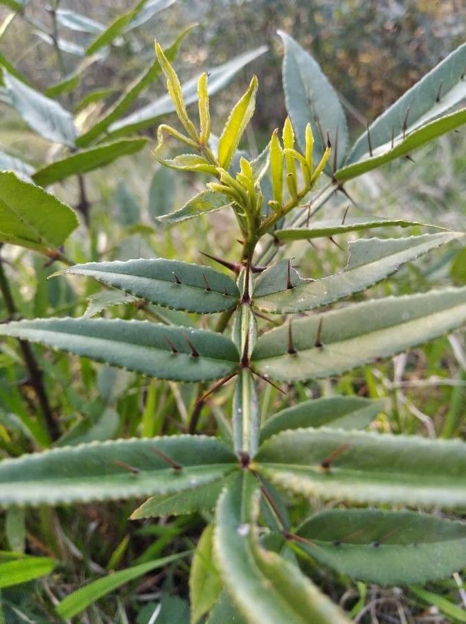 Zanthoxylum 17