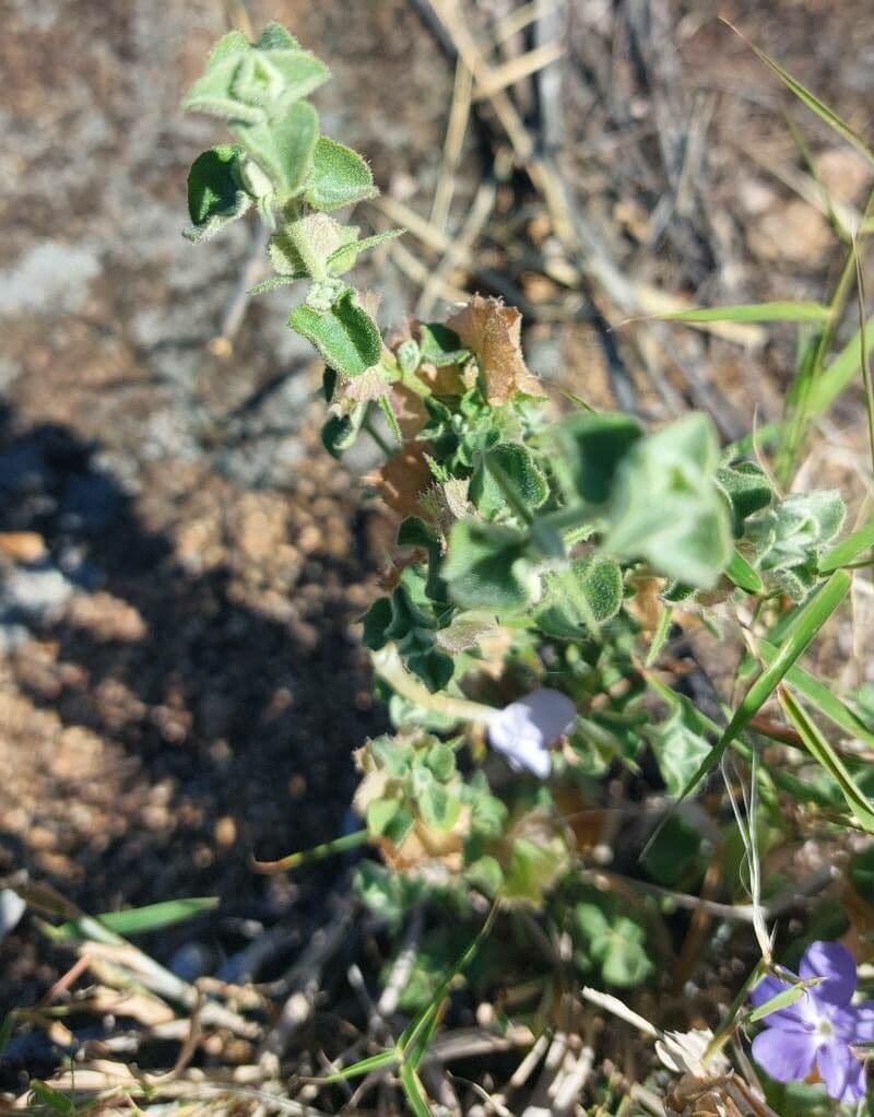 Barleria 11