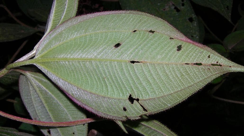 Miconia 12