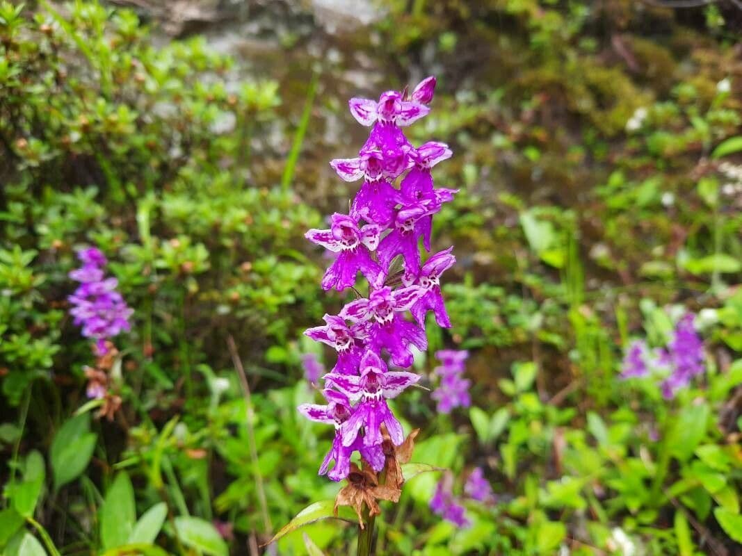 Ponerorchis chusua
