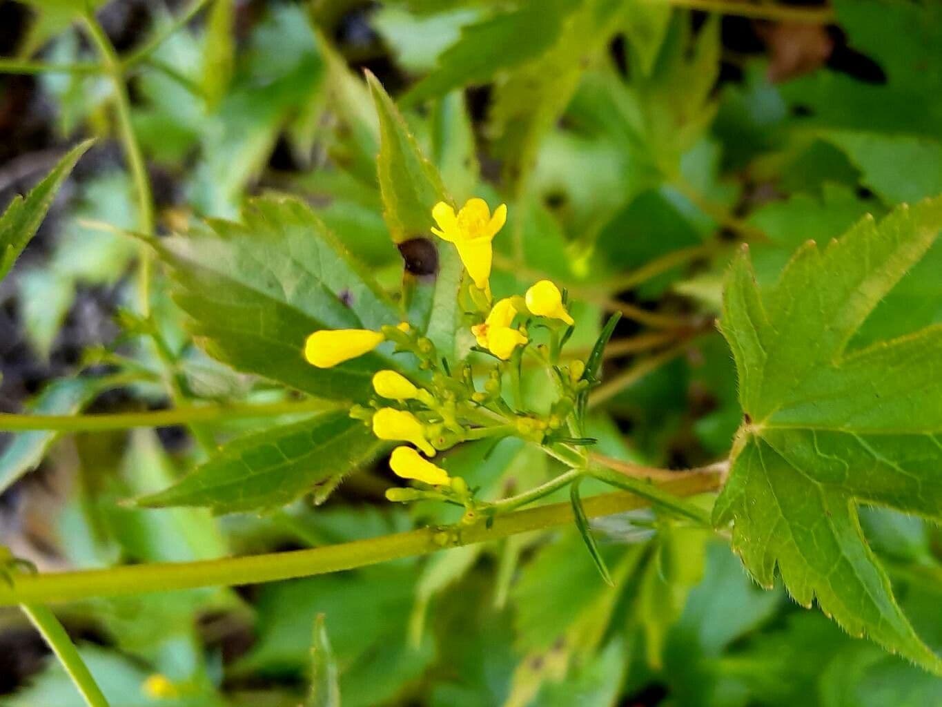 Patrinia