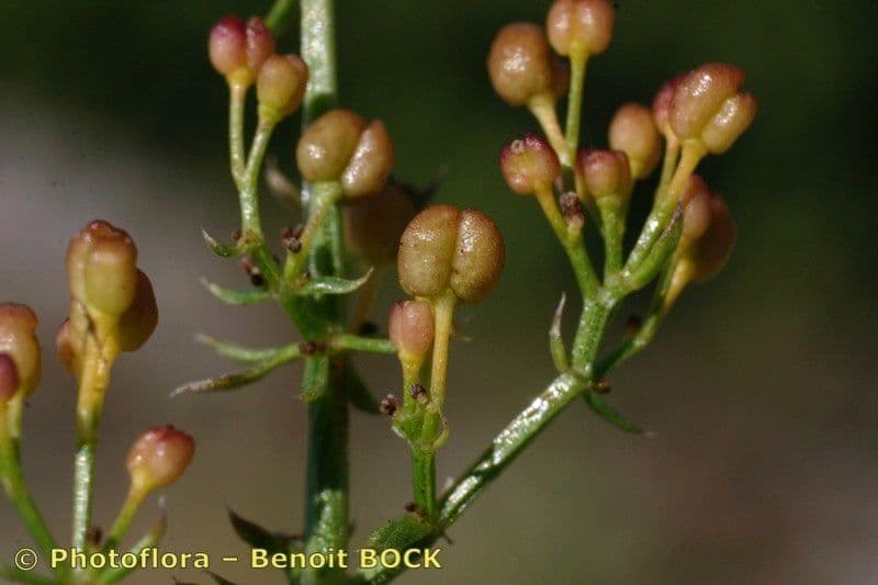 Rubia glauca