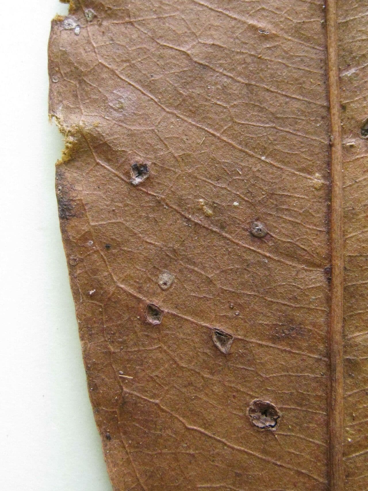Eriotheca globosa 10
