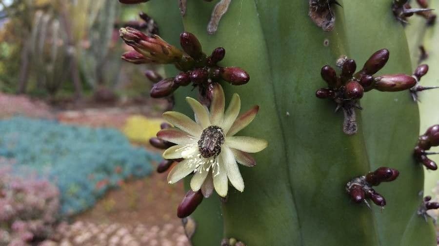 Myrtillocactus geometrizans 4