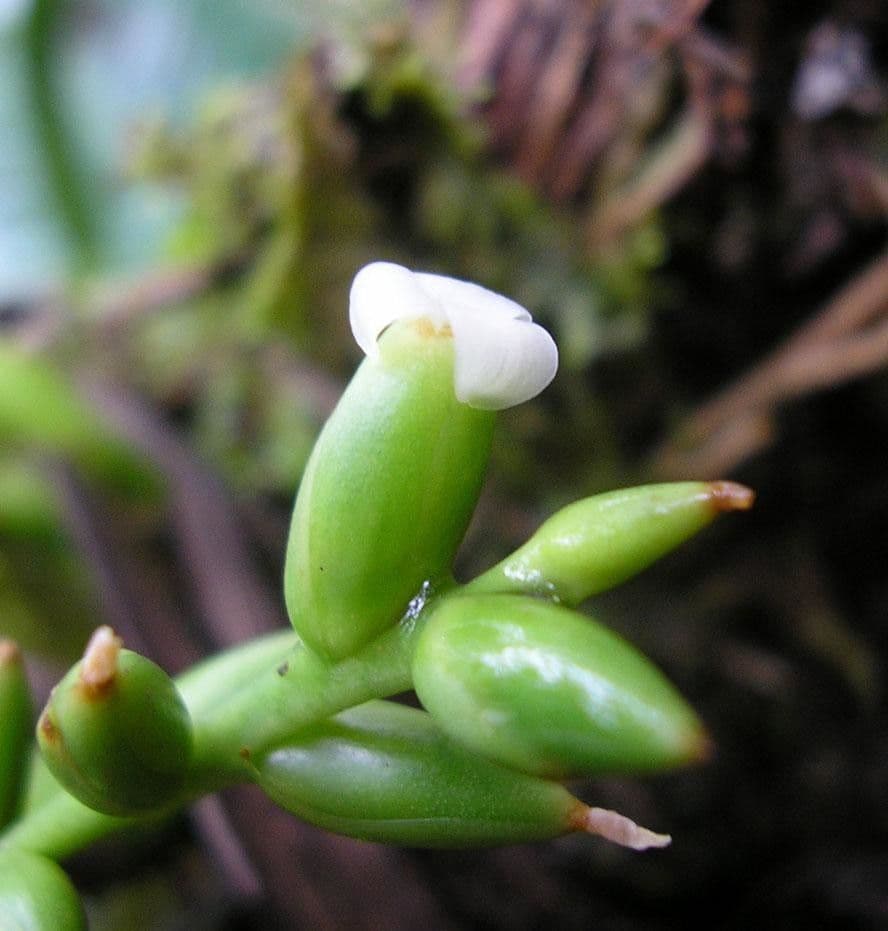 Catopsis sessiliflora 6