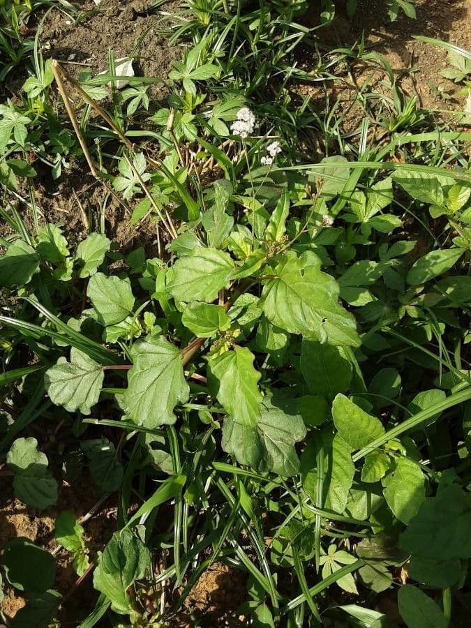 Boerhavia erecta 18