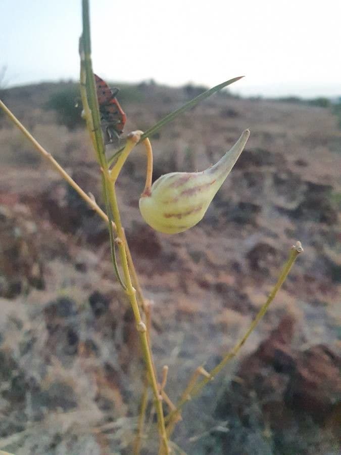 Gomphocarpus 5