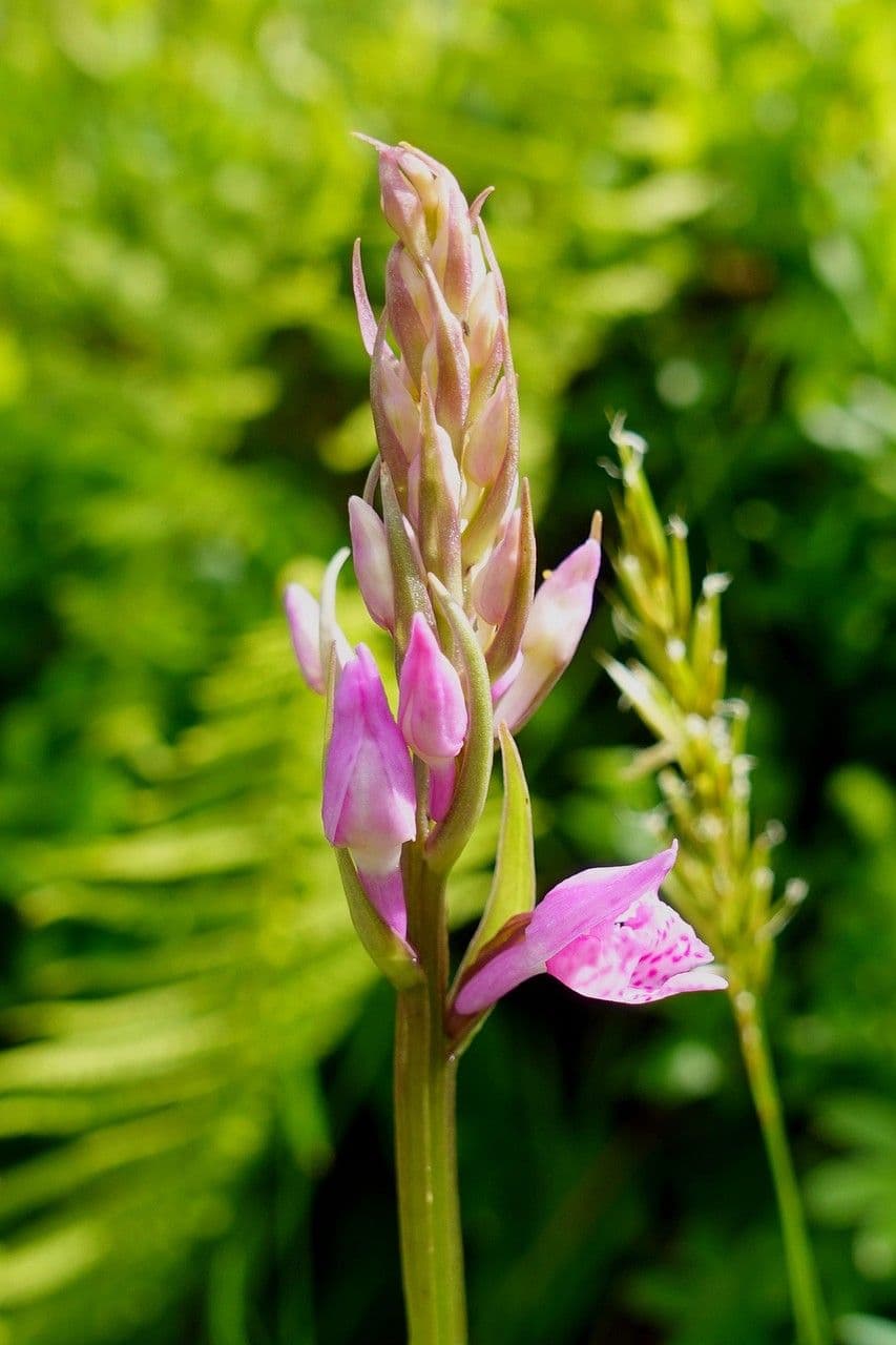 Kugelorchis 3