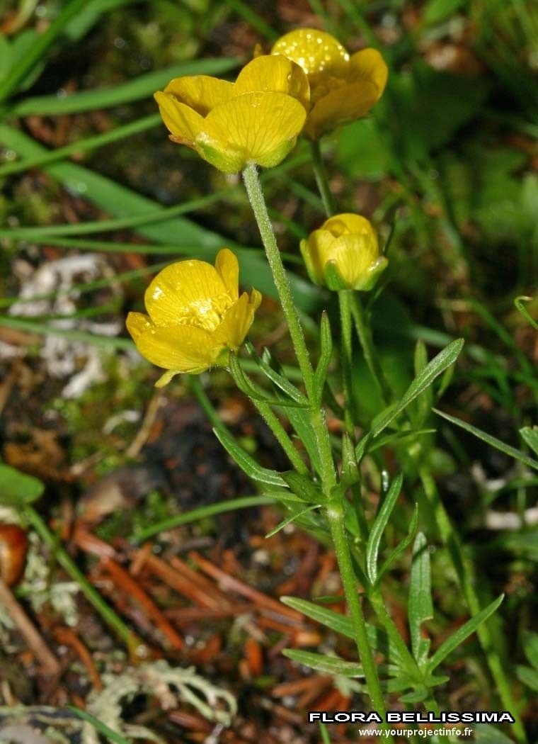 Ranuncolo 5