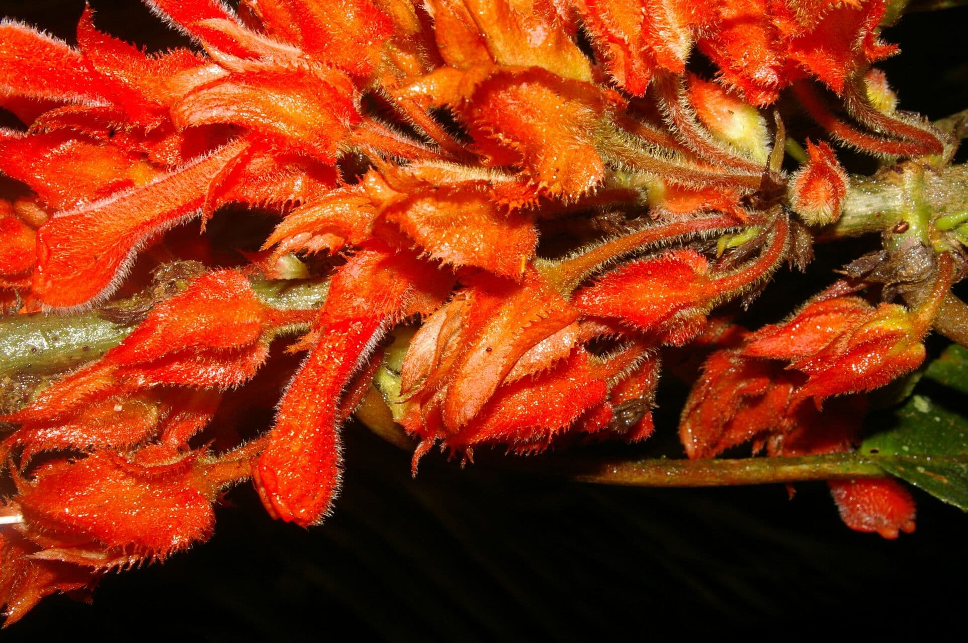 Glossoloma 4