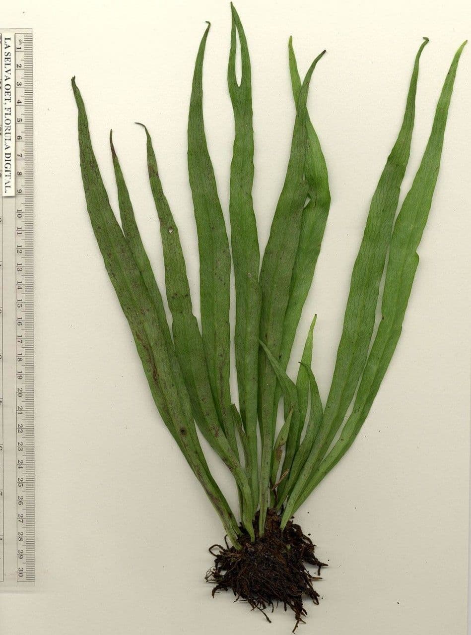 Polytaenium 5
