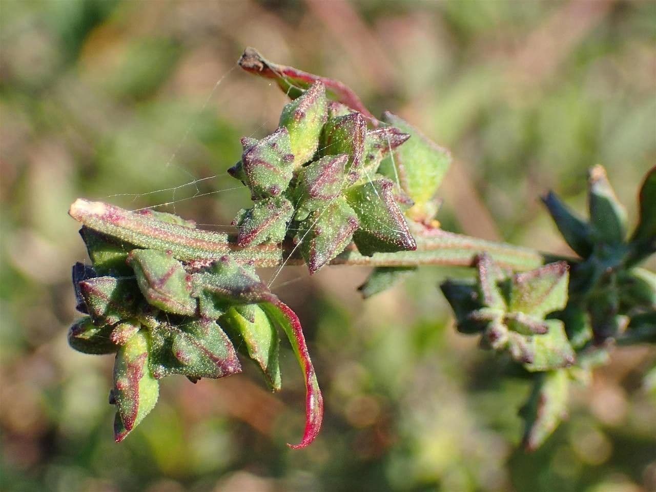 Chenopodio rigido 4