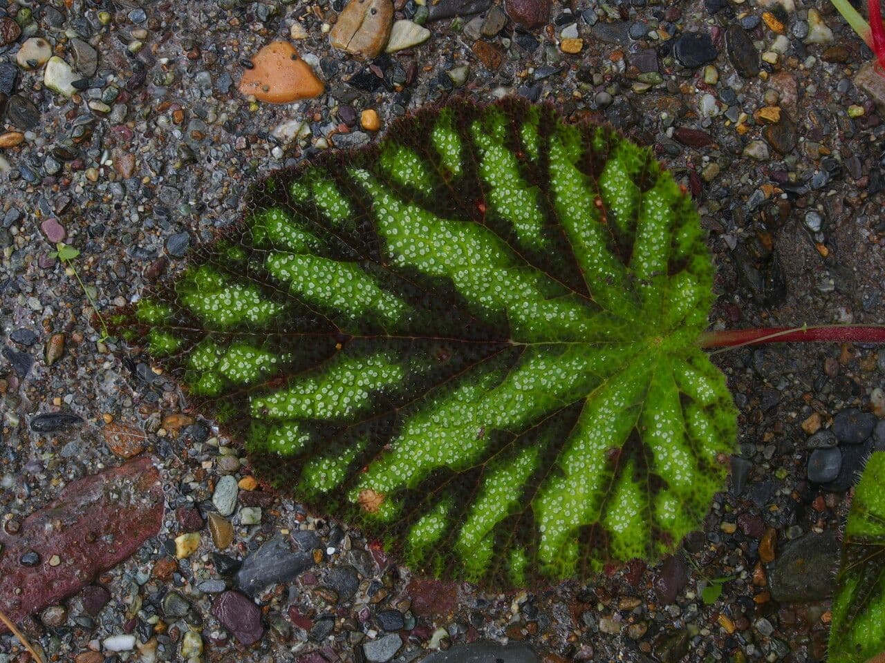 Begonia dipinta 17