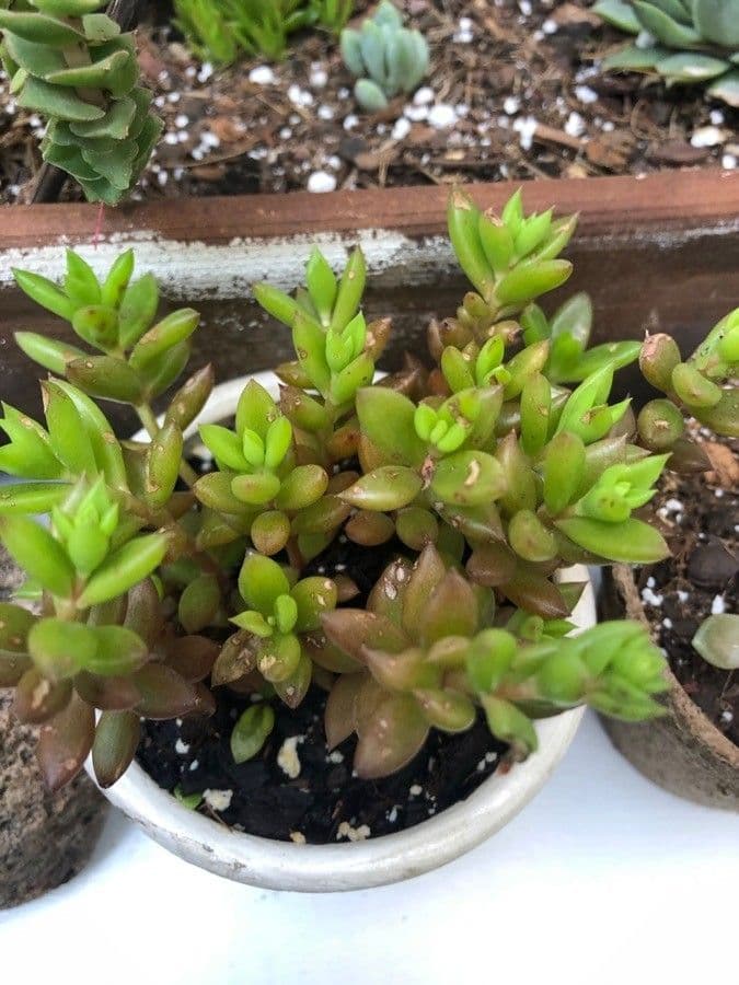 Anacampseros 7