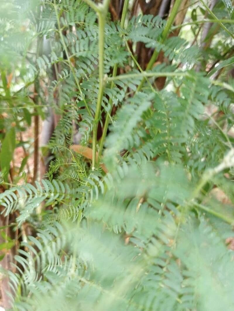 Acacia di Bailey 26