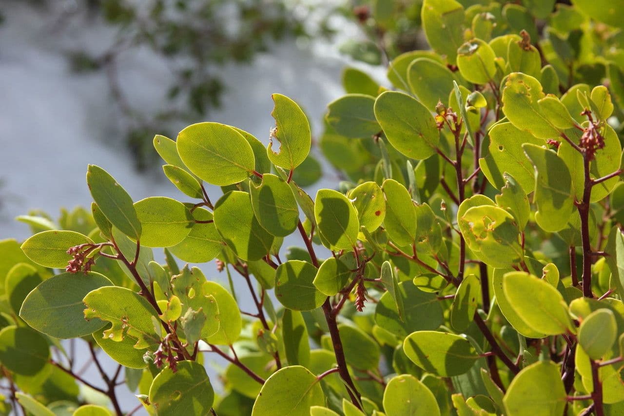 Arbutus patula 13
