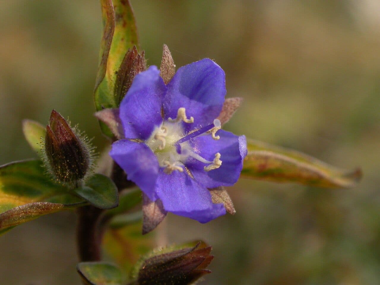 Hydrolea 8