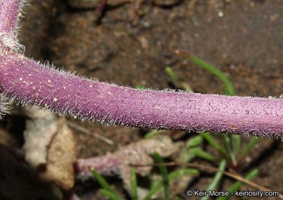 Abronia umbellata 19