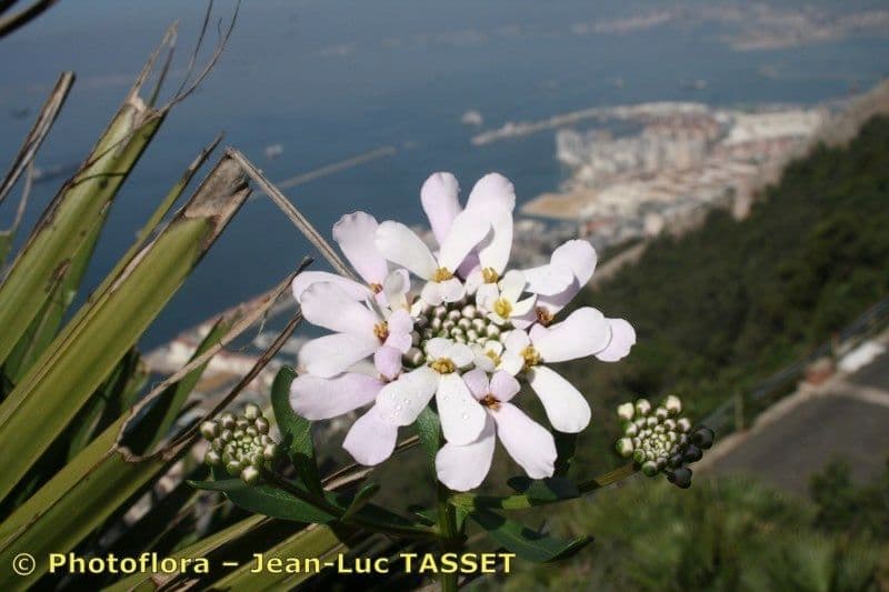 Iberka gibraltarská