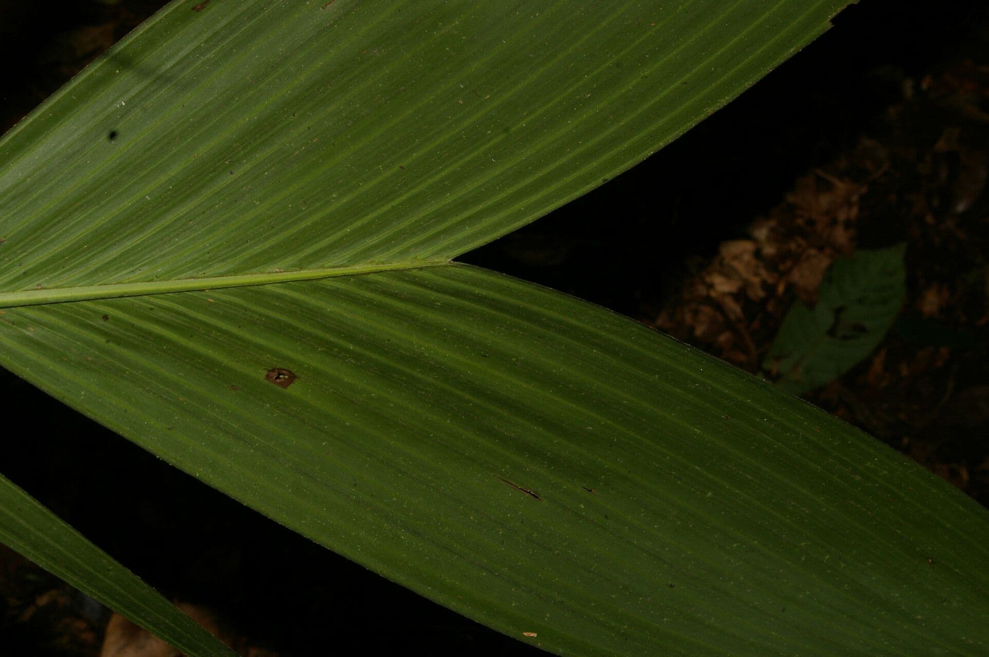 Synechanthus 9