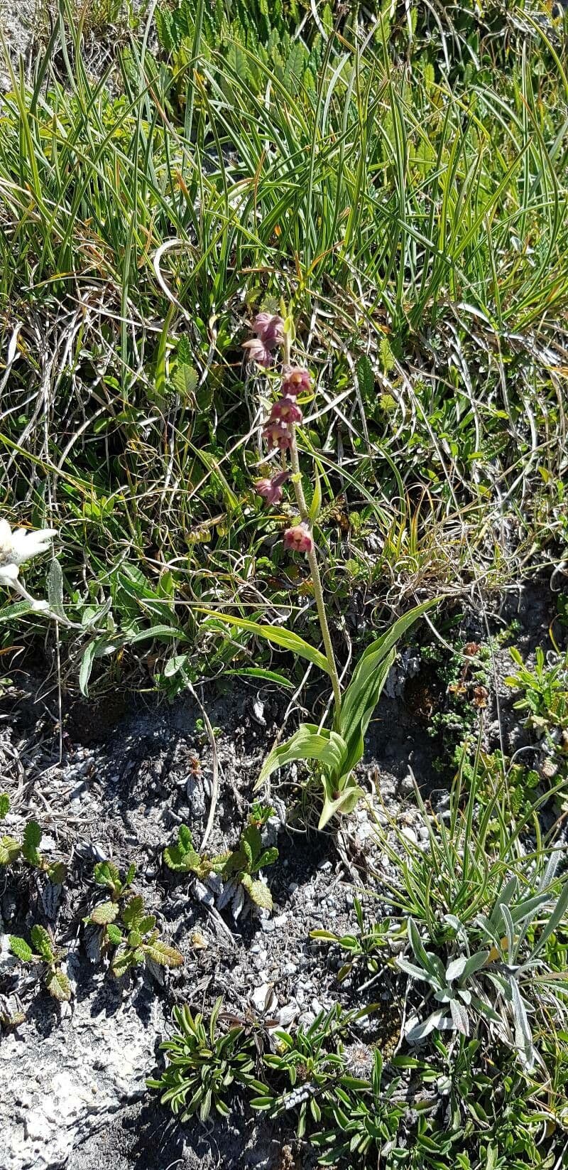 Elleborine violacea 13