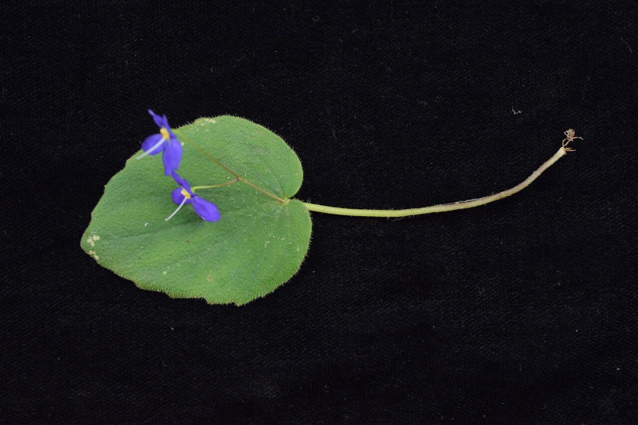 Platystemma