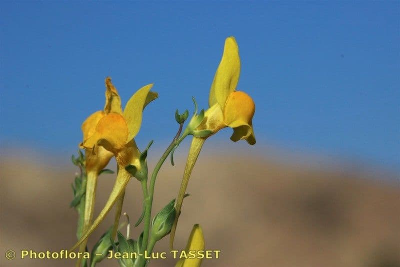 Linaria 5