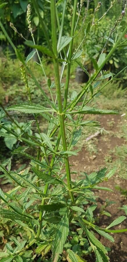 Verbena litorale 13