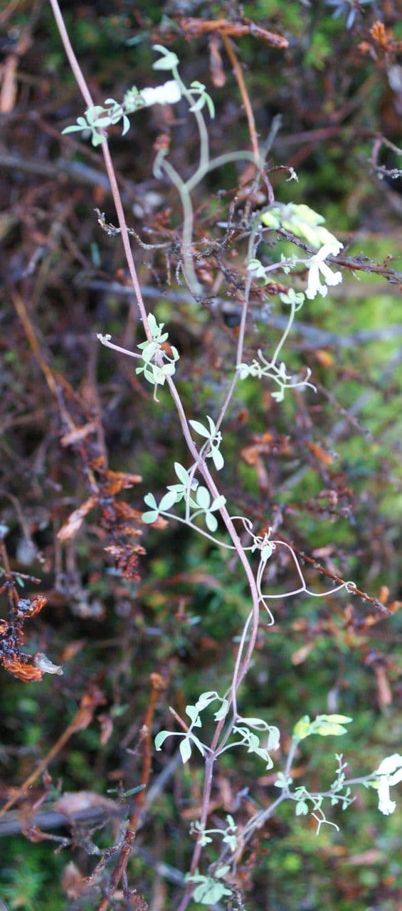 Corydalis claviculata 9