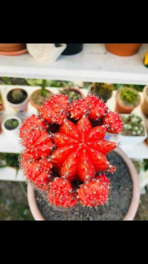 Cactus lunare 16