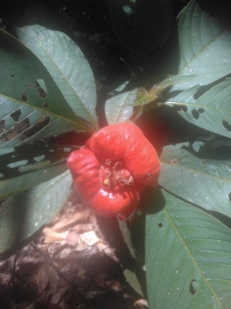 Palicourea tomentosa 8
