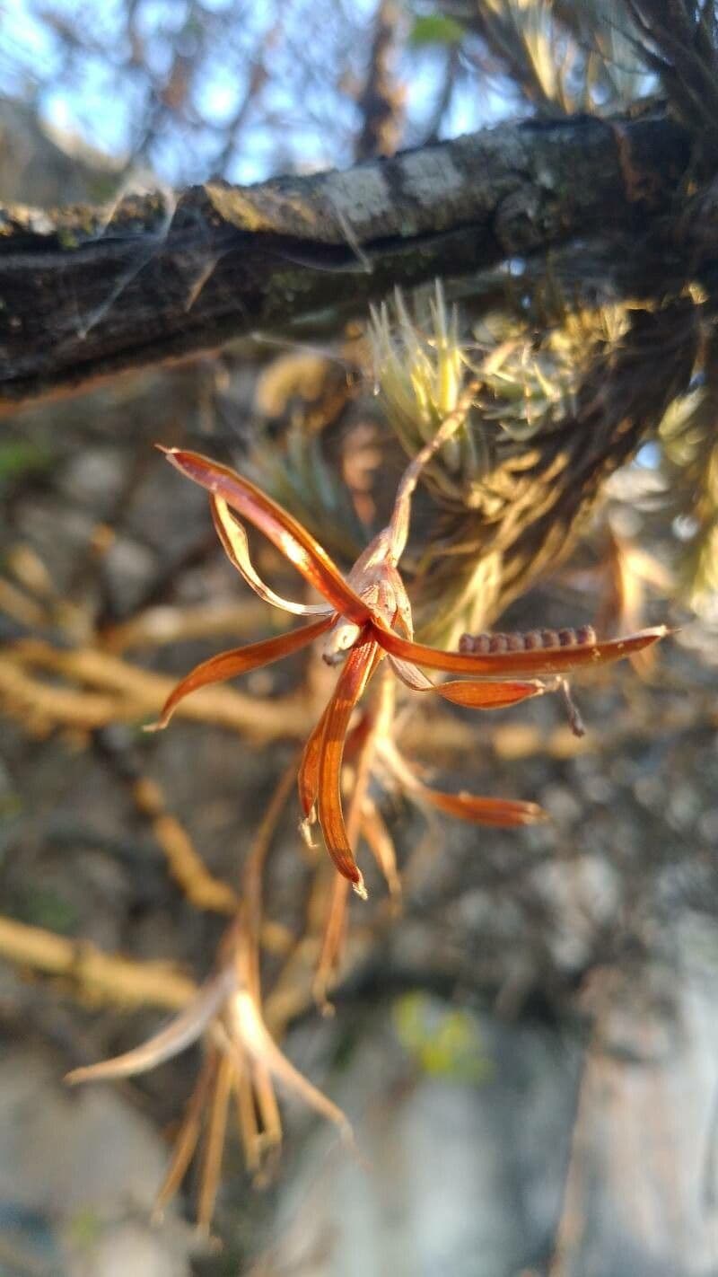 Tillandsia 3
