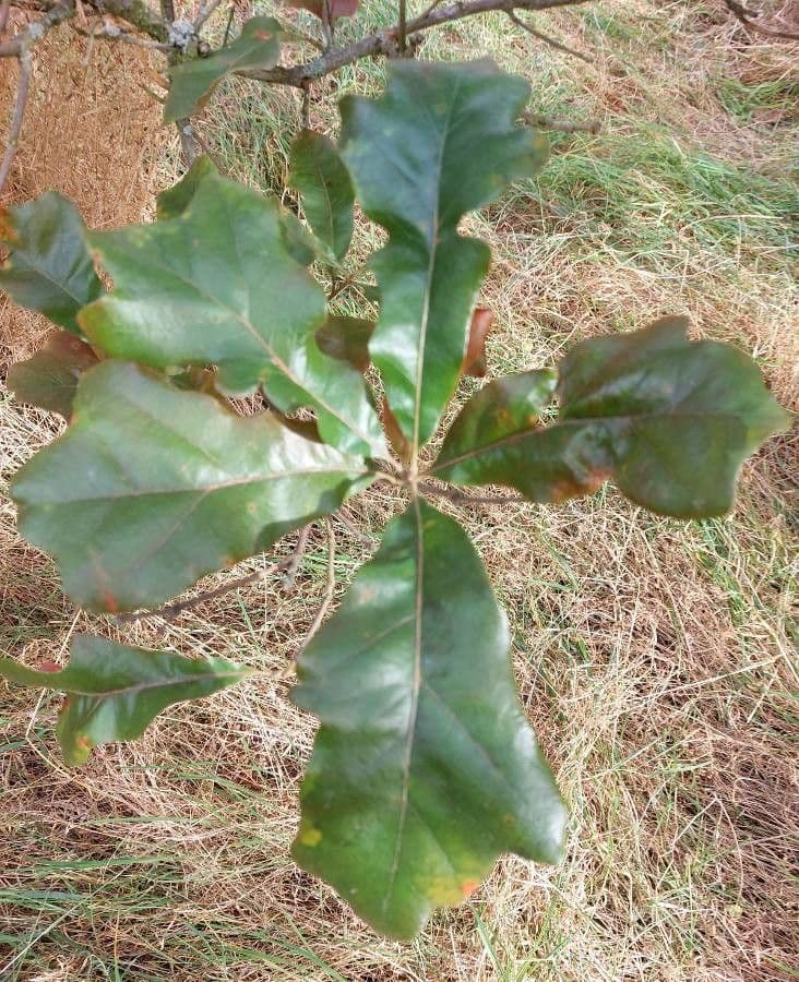 Roble estrellado 8