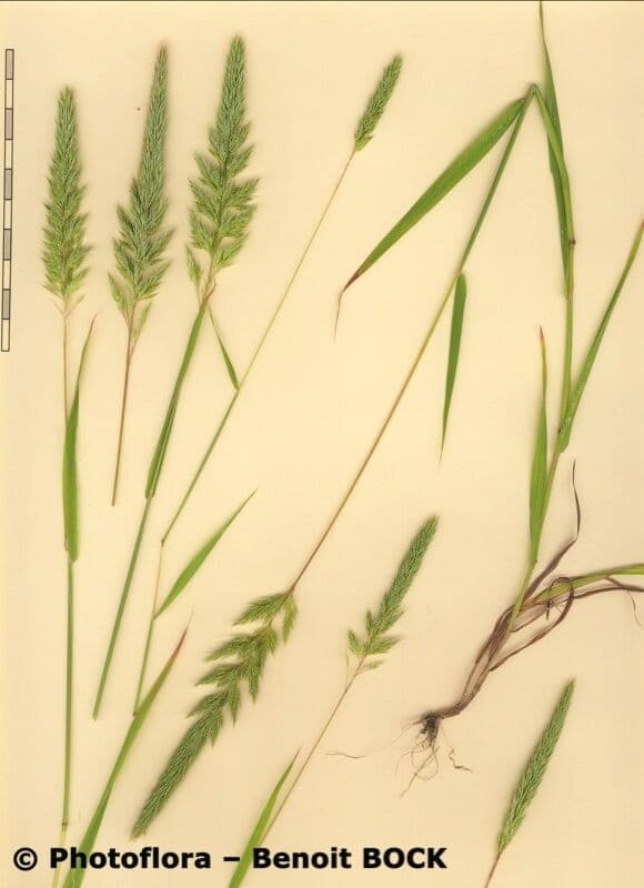 Nit grass 26