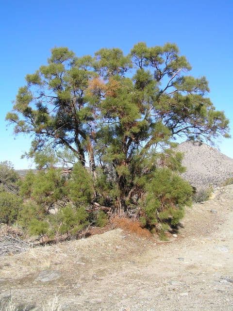 Adenostoma sparsifolium 6