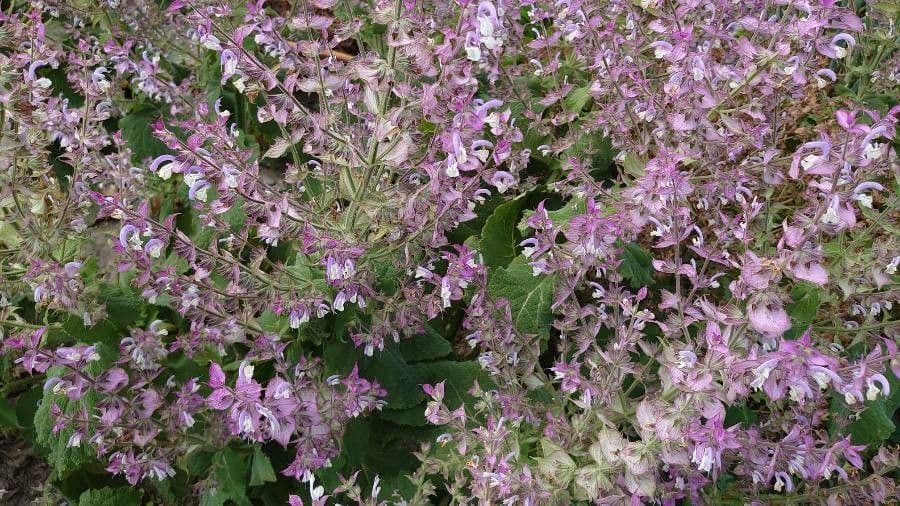 Šalvia muškátová 29