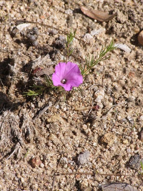 Ipomoea capillacea 9