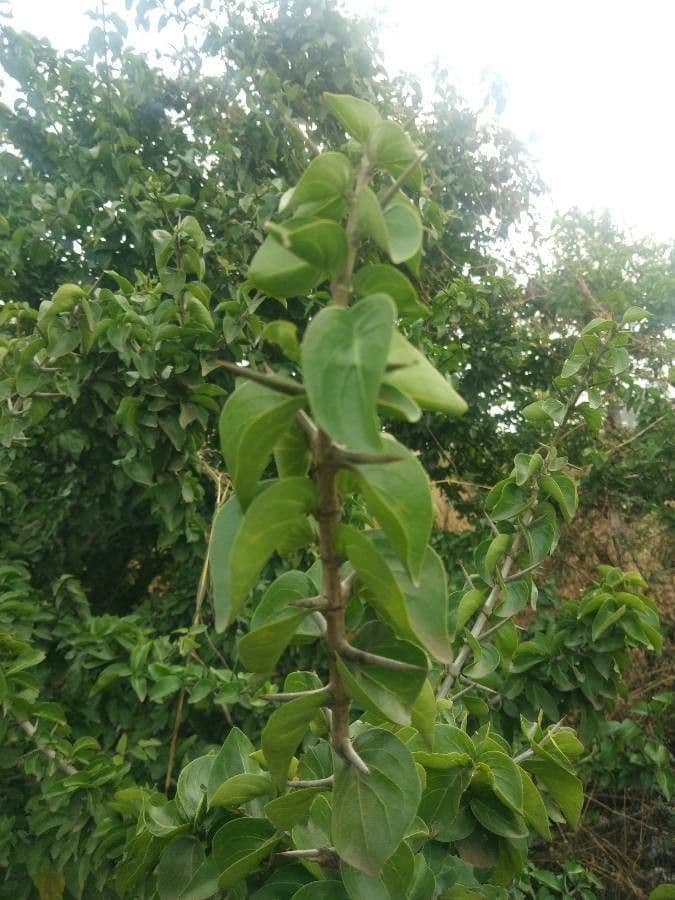 Canthium