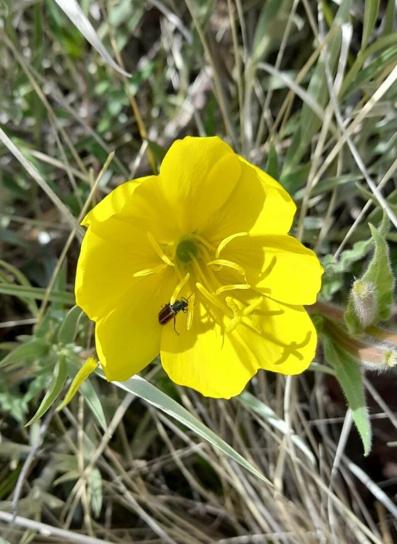 Onagre à fleurs longues 4