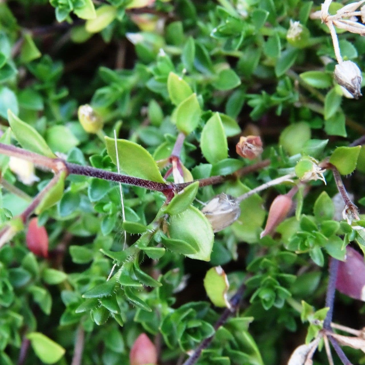 Arenaria ciliata 15