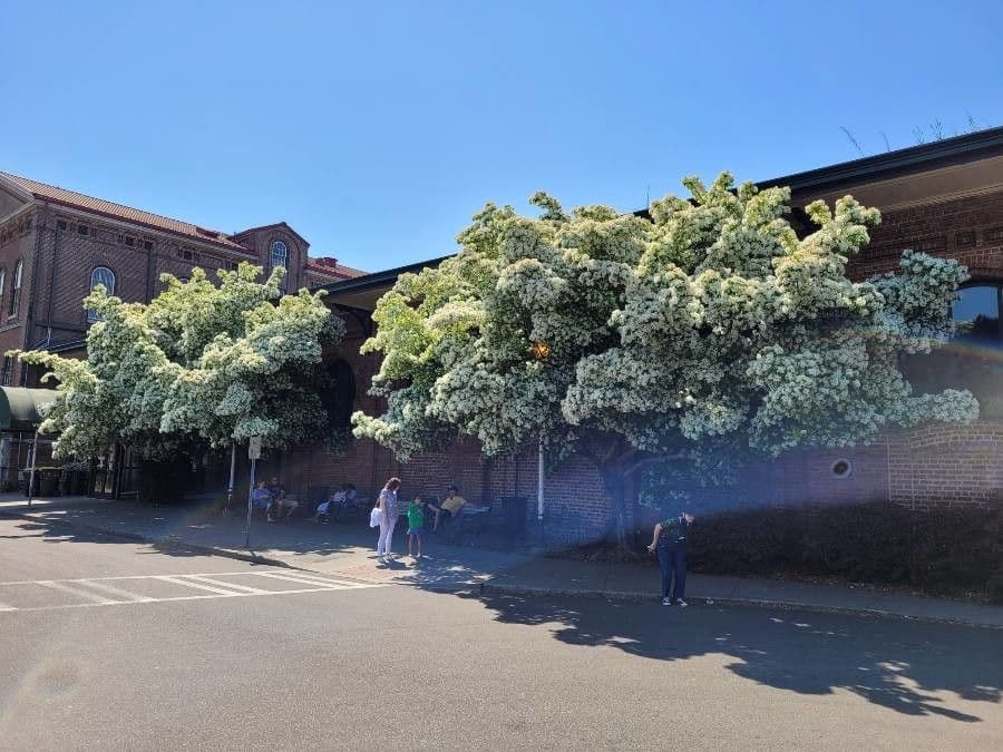 Árbol de las barbas 10