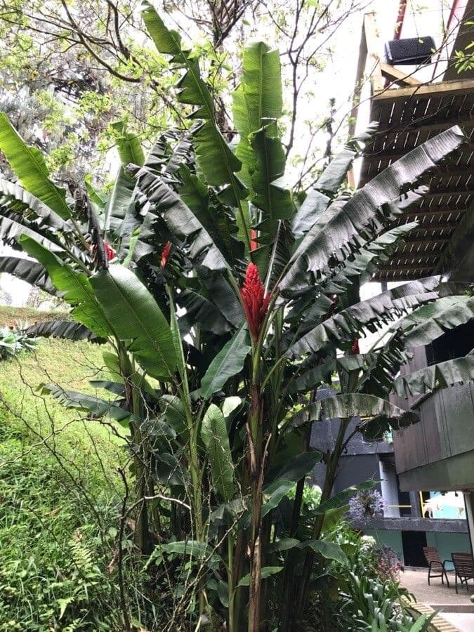 Fe'i-Banane