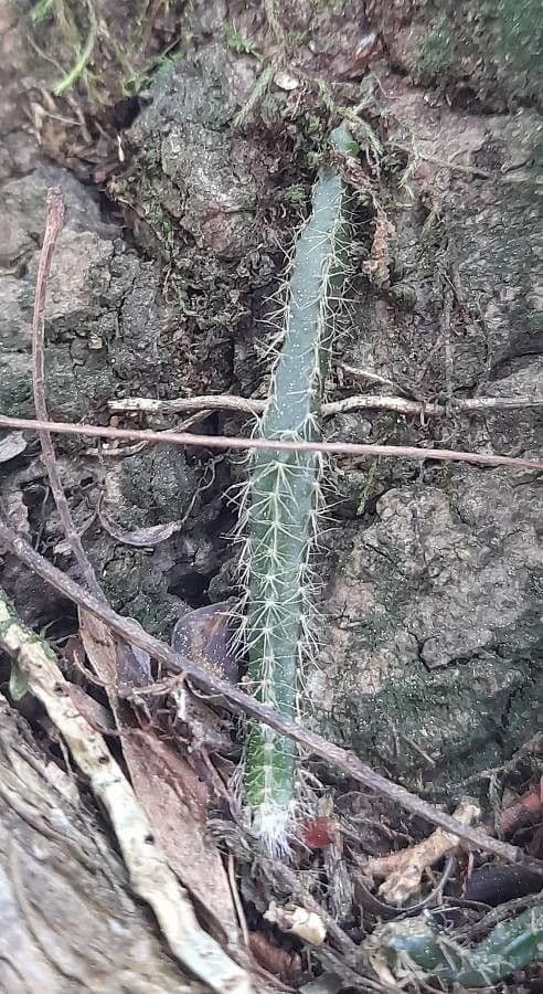 Rhipsalis 12