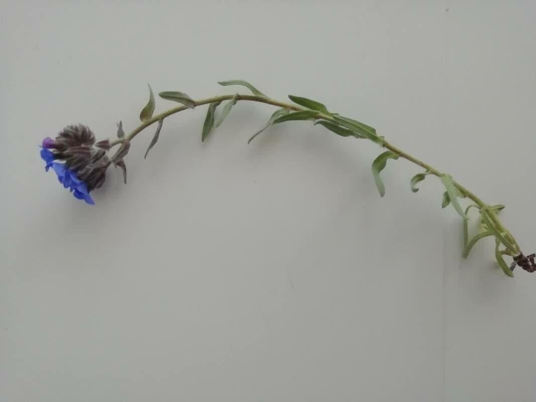 Zlatovlas farbiarsky 10