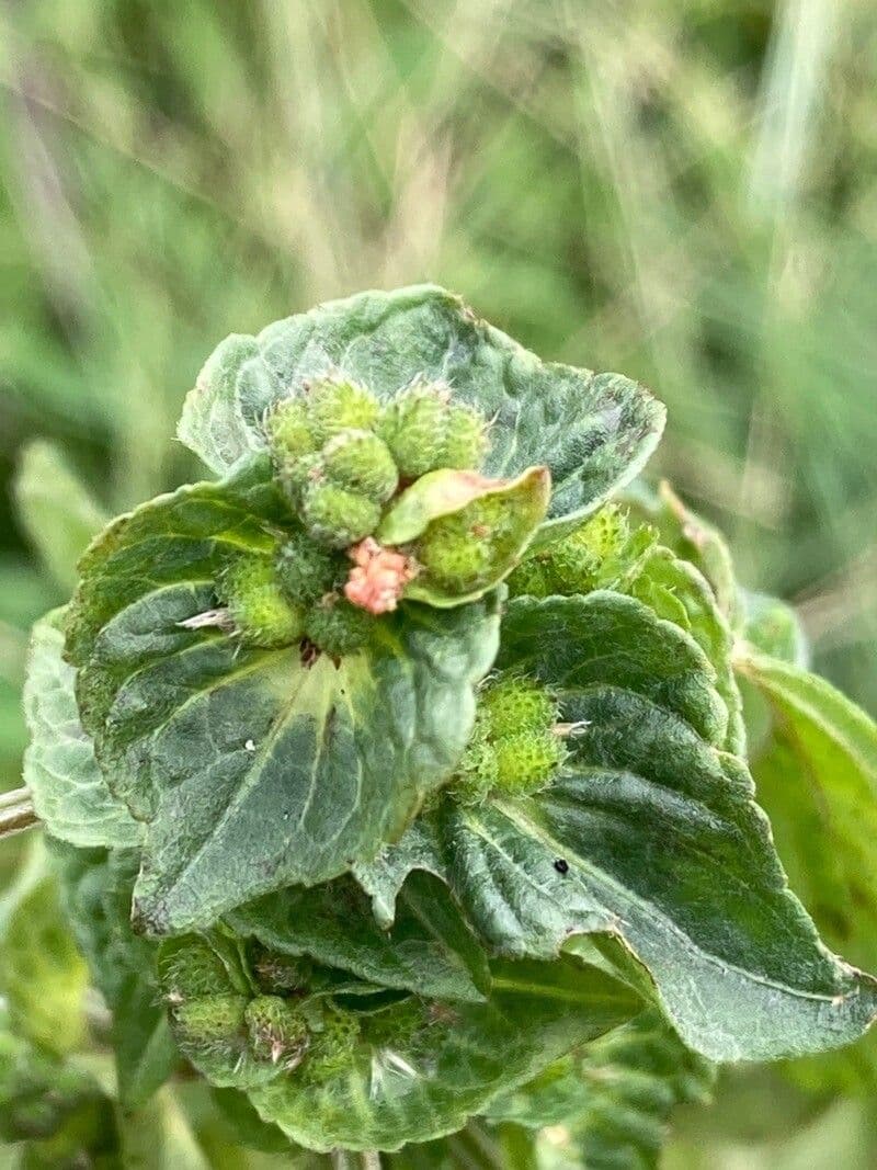 Acalypha australis 4
