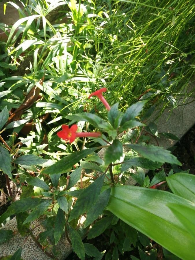 Achimenes 4