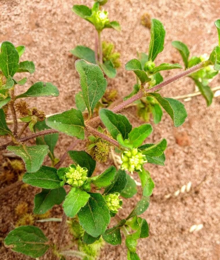 Acanthospermum australe 9