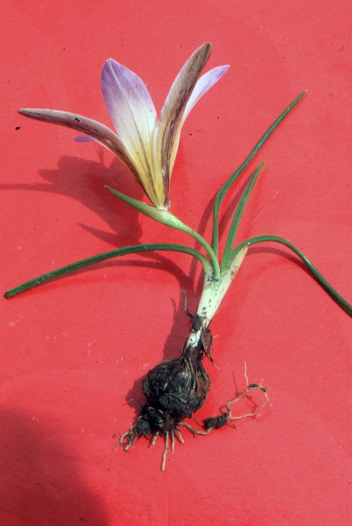 Romulea bulbocodium 11