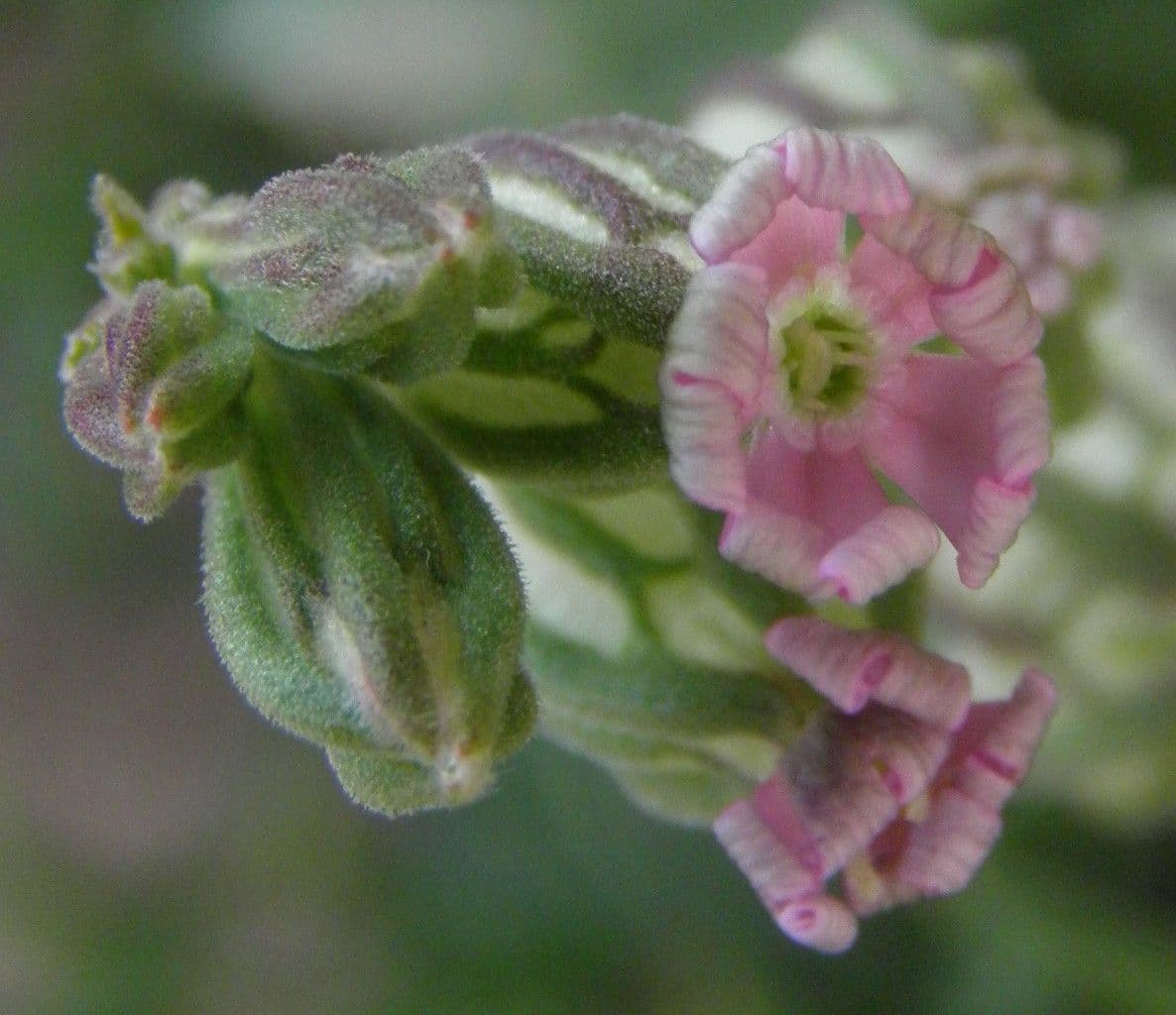 Silene apetala 4