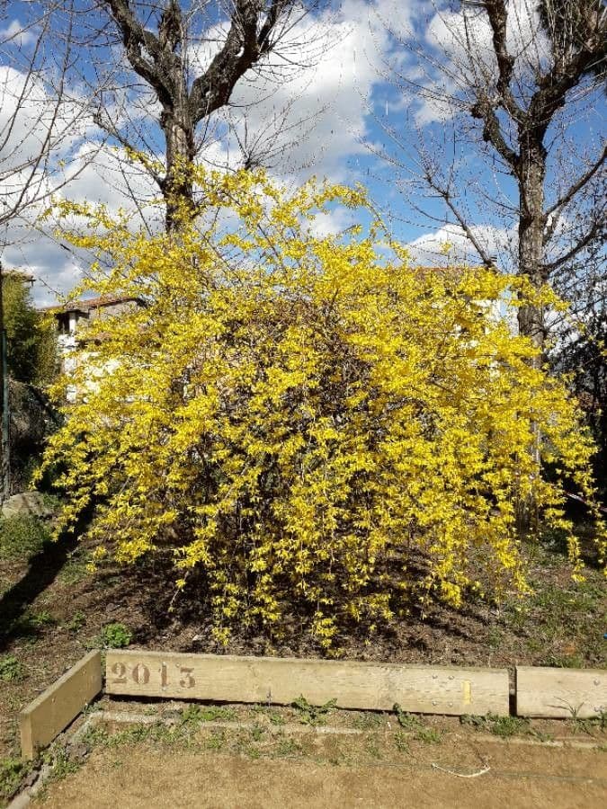 Forsythia pendula 11